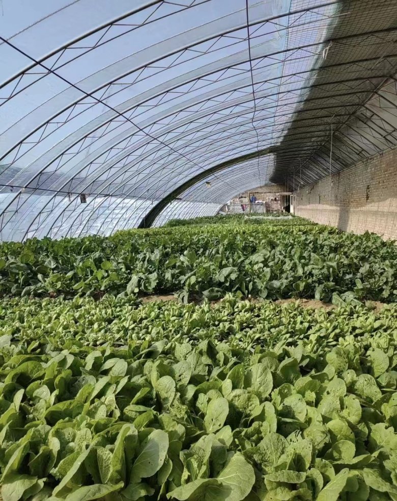 143735_426284_gsdt.jpg 菜園2.jpg