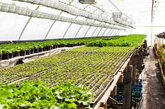 104551_597627_gsdt.png 104551_597627_gsdt.png